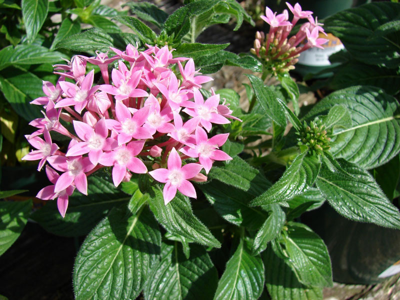 Hoa diễm châu là một cụm tròn rộng 10cm bao gồm nhiều bông hoa hình ngôi sao mọc thẳng đứng trên đỉnh. Hoa có 5 cánh tràng. Hoa có nhiều màu, có thể là màu đỏ, màu trắng, màu như hoa oải hương, màu tím hoặc màu hồng.