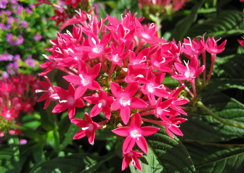 Cây hoa diễm châu thích hợp nơi đất đai màu mỡ và giữ ẩm tốt. Cây ưa nắng hoặc chịu bóng.