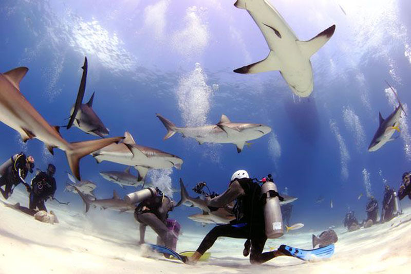 Rợn người trước cảnh thợ lặn bị 80 con cá mập bao vây. Kỹ sư Troy Iloski đã trải qua một khoảnh khắc thú vị, nhưng cũng không kém phần đáng sợ khi bị bầy cá mập có khoảng 80 cá thể bao vây tại vùng biển thuộc Bahamas. (CHI TIẾT)