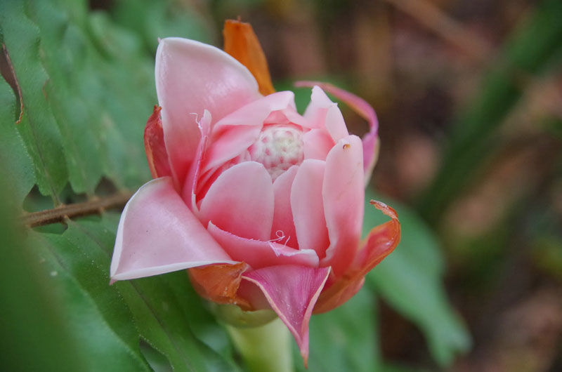 Hoa đa lộc thường có màu đỏ, hồng, trắng…