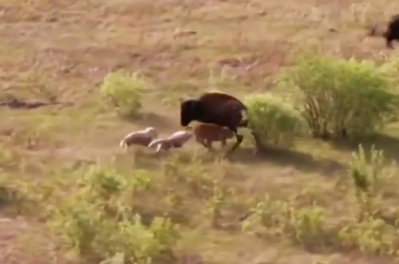 Bò rừng bison mẹ chiến đấu với 2 con chó sói để bảo vệ con.