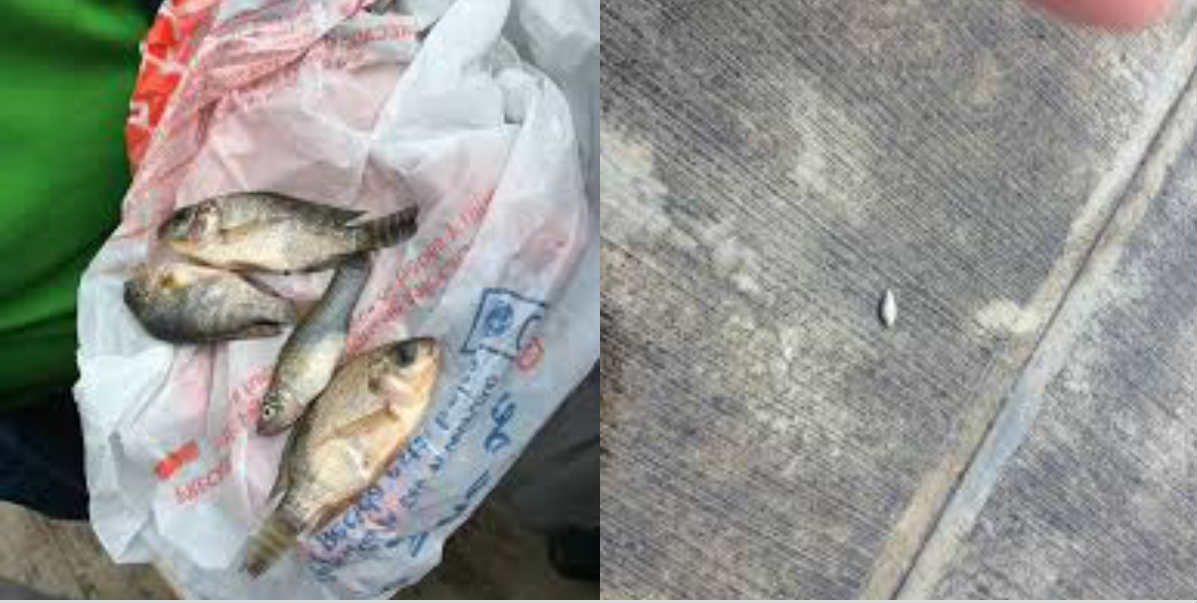 Hình ảnh cá rơi trên đường ở Đông Bắc Mexico được đăng tải trên facebook của Cục bảo vệ dân sự. Nguồn: CBS