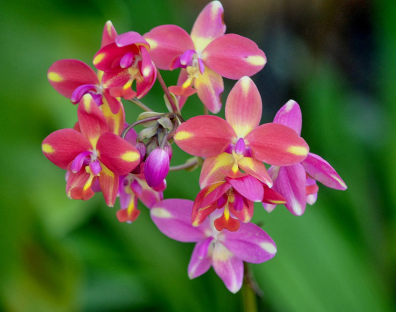 Hoa lan chu đình có thể cao tới 1m, mọc từ một nách lá cơ sở. Cụm hoa nằm ở phần đỉnh phát hoa. Những bông hoa có 5 cánh lớn, hình bầu dục, và cánh môi có 3 thùy, thùy ở giữa chia thành hình tim, gốc hẹp có 2 móng nhỏ.