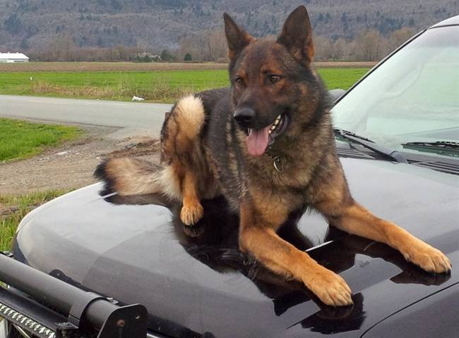 Chó nghiệp vụ phục vụ cho Cảnh sát hoàng gia Canada. Nguồn: RCMP
