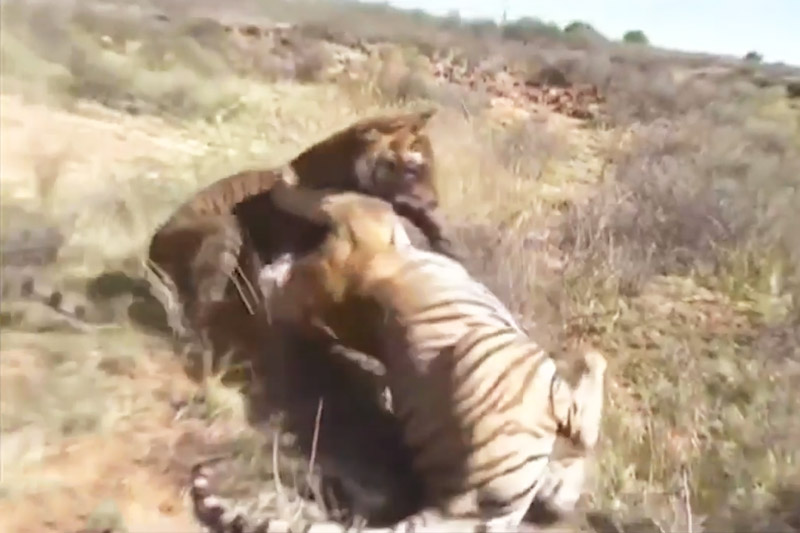 Cuộc chiến sinh tử giữa 2 con hổ. Sau khi chạm mặt, 2 con hổ đã lao vào cắn xé nhau vô cùng ác liệt. Trải qua một hồi giao chiến, con hổ có thân hình nhỏ hơn đôi chút đã phải bỏ mạng. (CHI TIẾT)