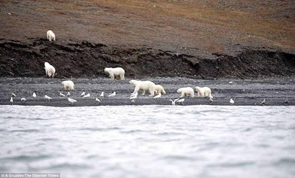 Gấu bắc cực có thể đánh hơi con mồi từ khoảng cách cực xa.