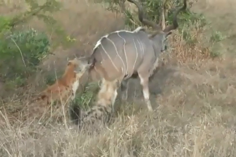 2 con linh cẩu cắn xe linh dương vằn Kudu.