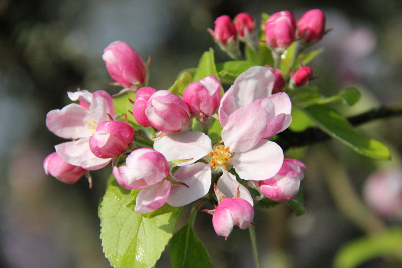 Cây táo có nguồn gốc ở Trung Á, nơi tổ tiên của nó - loài táo dại Tân Cương - vẫn còn tồn tại cho đến ngày hôm nay.