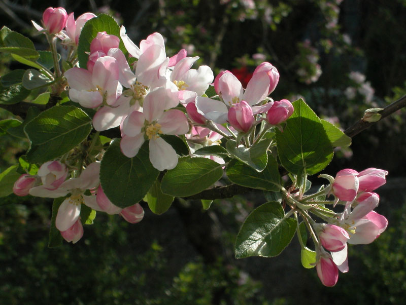 Hoa táo tây là loại hoa lưỡng tính, thường có màu trắng, trắng-hồng. 