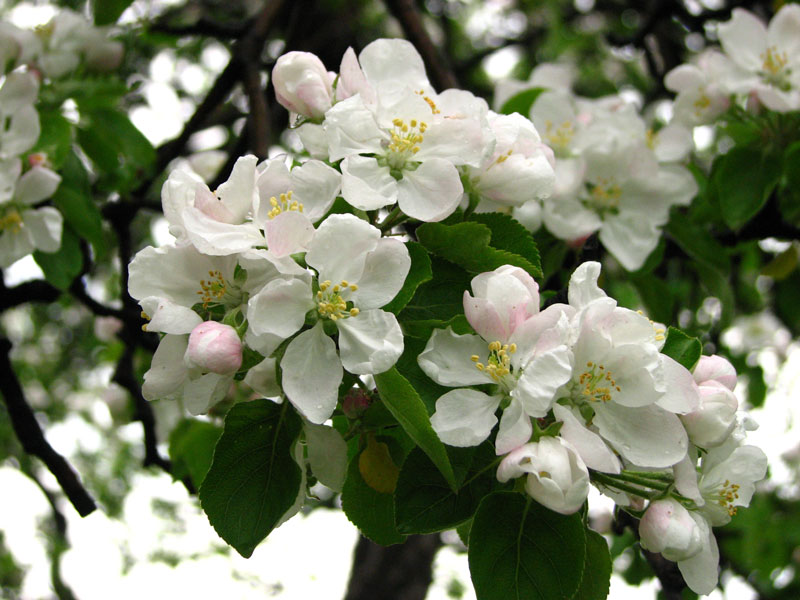 Hoa táo thường có 5 cánh, tán hoa rộng 2,5 - 3,5cm.