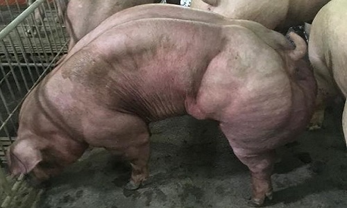 Một con lợn biến đổi gene có bó cơ trông rất thiếu tự nhiên. Ảnh: Facebook.