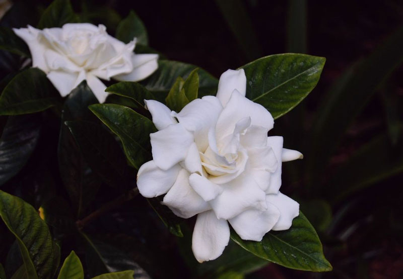 Các hoa mọc đơn hay thành cụm nhỏ, có màu trắng hay vàng nhạt, với tràng hoa hình ống có 5 - 12 thùy hoa, đường kính 5 - 12cm. 