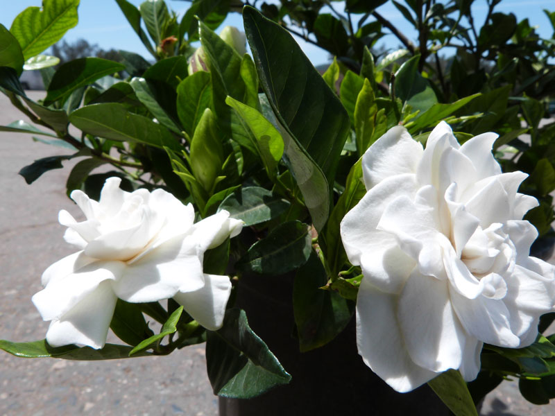 Cây hoa dành dành còn được trồng chậu trang trí ban công, hiên nhà, hương thơm của hoa lan tỏa khắp không gian, cải thiện sức khỏe các thành viên trong gia đình.