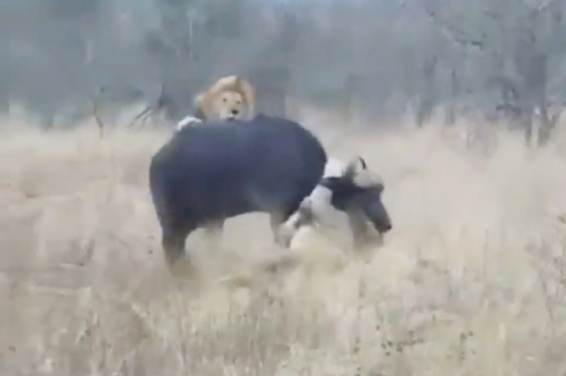 2 con sư tử đực cùng nhau giết trâu rừng.