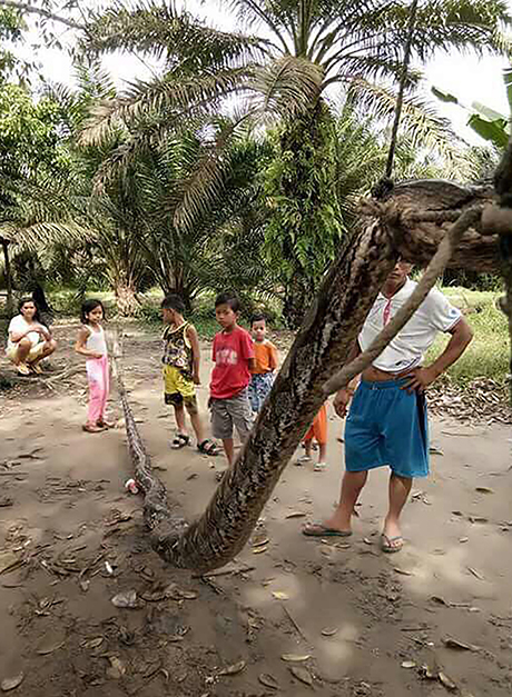 Dân làng đang đứng cạnh con trăn dài 7,8 mét ở Indonesia. Ảnh: Dailymail