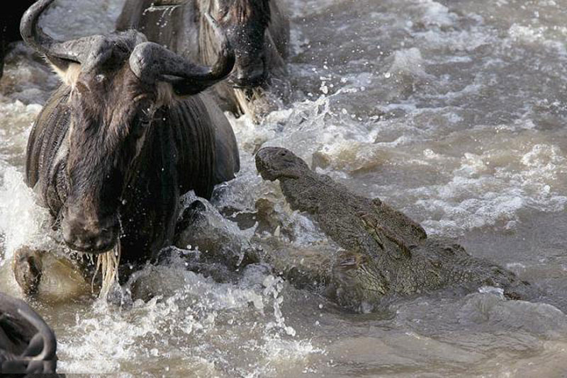 Mải uống nước, linh dương đầu bò chết thảm. Cơn khát đã khiến những con linh dương đầu bò cố gắng uống thật nhiều nước dưới dòng sông và lơ là việc cảnh giác. Điều này khiến chúng dễ dàng bị cá sấu giết chết. (CHI TIẾT)