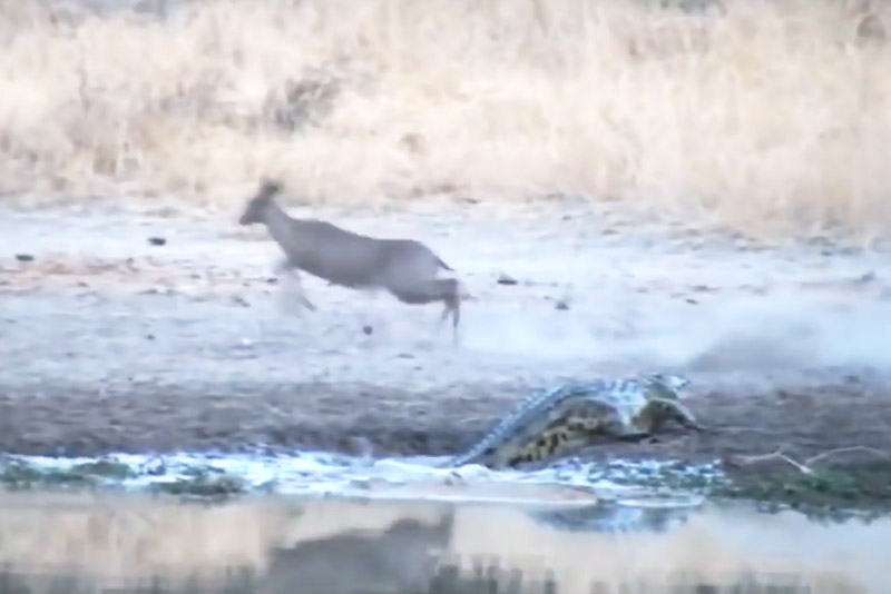 Linh dương Antilope bỏ chạy sau khi bị cá sấu vồ hụt.