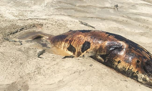 Xác cá voi dạt vào bờ cát trên đảo Montgomery, Australia. Ảnh: News.com.au.