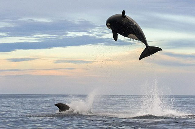 Cá voi sát thủ tung mình lên không để vồ cá heo nhưng không thành công. Ảnh: Christopher Swann.