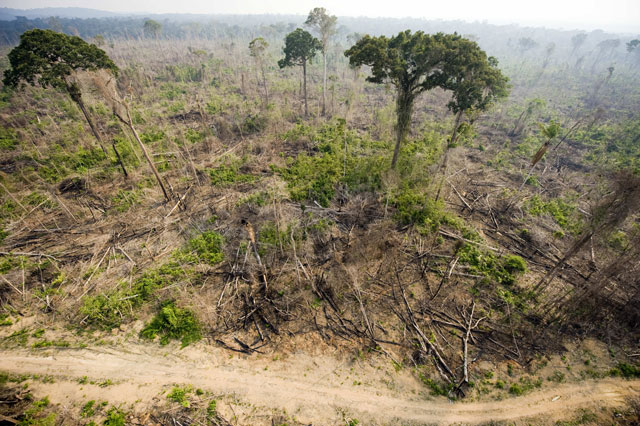 Nhiều vùng rừng bị tàn phá trong những năm gần đây. Ảnh: AFP.