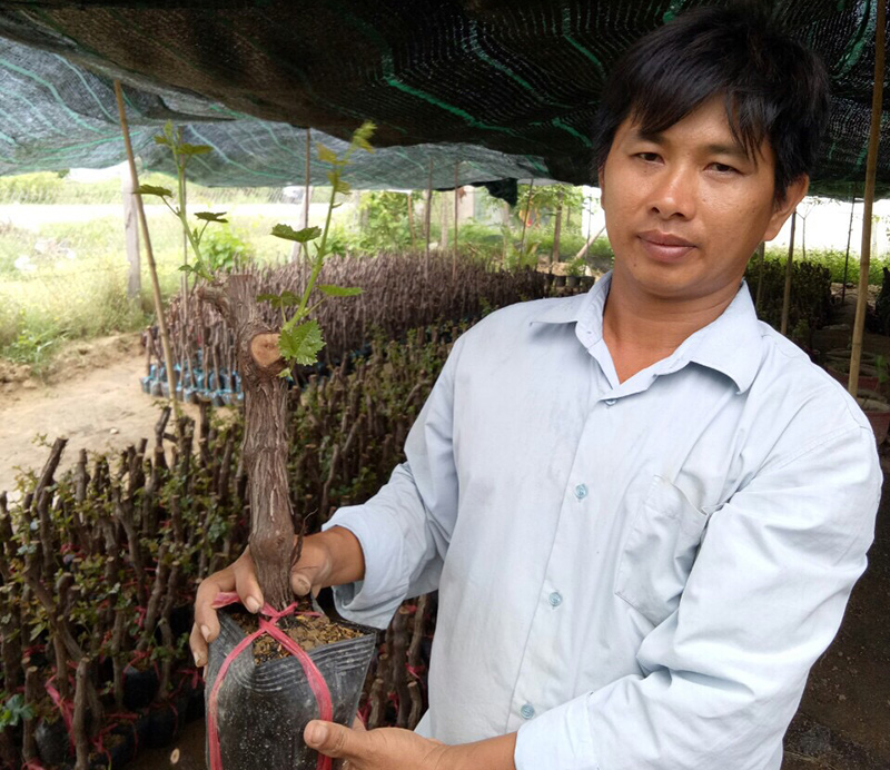 Ông Nguyễn Văn Hòa - chủ trang trại nho giống Bảy Sành - và gốc nho do ông ghép. Ảnh: Minh Đức