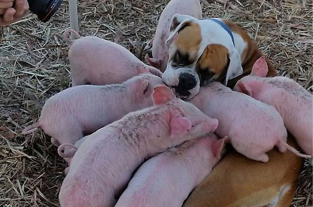 Chó mẹ liếm láp và cho đàn lợn con bú sữa.