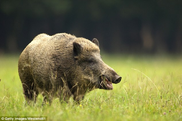 Lợn rừng có nguy cơ tăng độ nhiễm phóng xạ hơn dù thảm họa đã trôi qua hơn 30 năm. Ảnh: Dailymail
