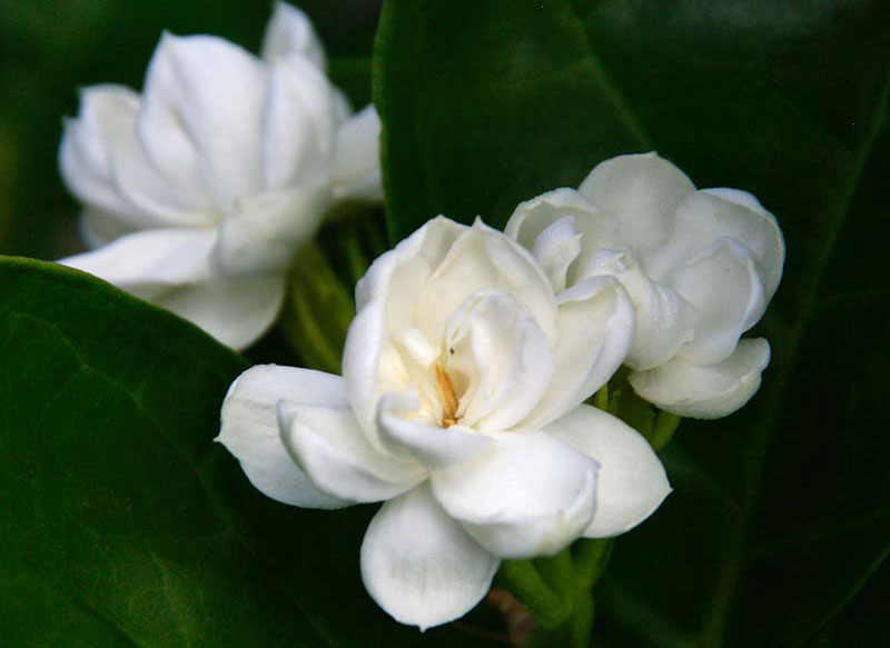 Nó được trồng để lấy hoa thơm. Những bông hoa cũng được sử dụng để làm nước hoa và ướp trà. 