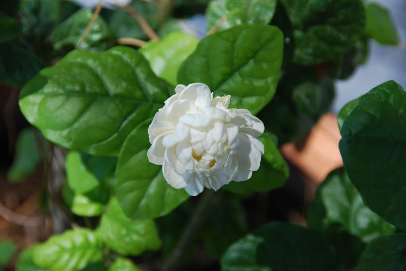 Hoa có màu trắng tinh khôi, nhỏ xinh, đường kính hoa khoảng 2,5 - 5cm. Mỗi chùm hoa thường từ 3 - 15 bông.