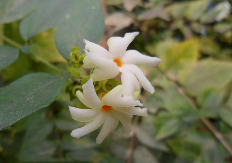 Ở Thái Lan, thân cây dùng làm thuốc trị đau đầu; hoa dùng trị choáng váng, rễ dùng làm thuốc bổ giúp tiêu hoá.