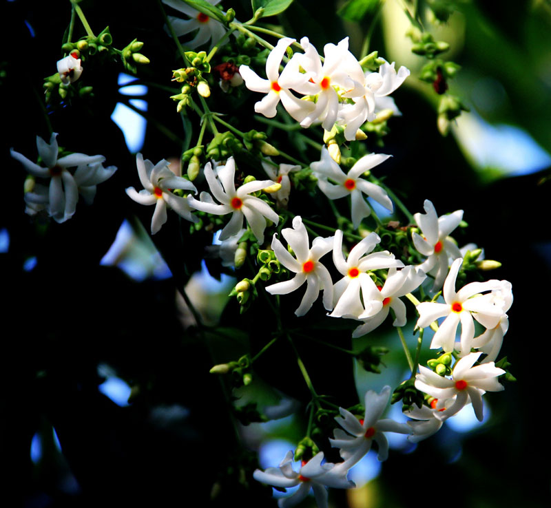 Dạ hoa là loại cây gỗ hoặc cây bụi cao khoảng 10m, nhánh có lông nằm, cứng.