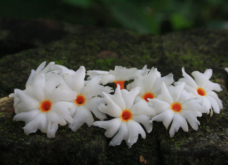 Hoa trắng, có tâm vàng, thành chuỳ kép ở ngọn gồm nhiều tán nhỏ có 6 hoa, với bao nhỏ có 3 lá chét.