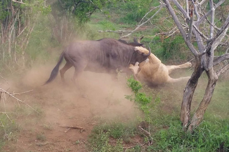 Linh dương đầu bò cố gắng vùng vẫy sau khi bị sư tử bắt.