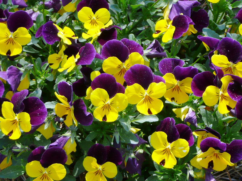 Hoa păng xê có tên khoa học là Viola tricolor var. hortensis. 
