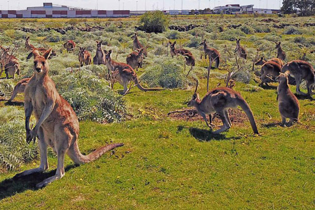 Kangaroo sinh sôi quá nhanh có thể đe dọa hệ sinh thái ở Australia. Ảnh: Herald Sun.