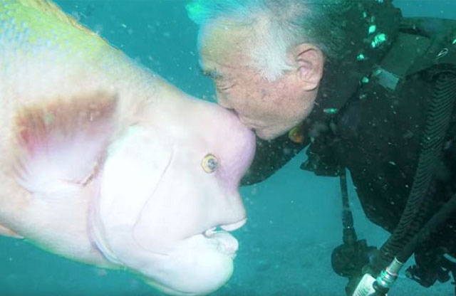 Cụ ông 79 tuổi là người duy nhất có thể đến gần con cá. 