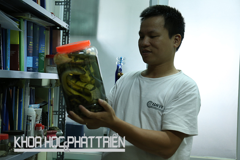 Tiến sỹ Nguyễn Thiên Tạo đang nghiên cứu mẫu vật rắn. Ảnh: Đoàn Dung