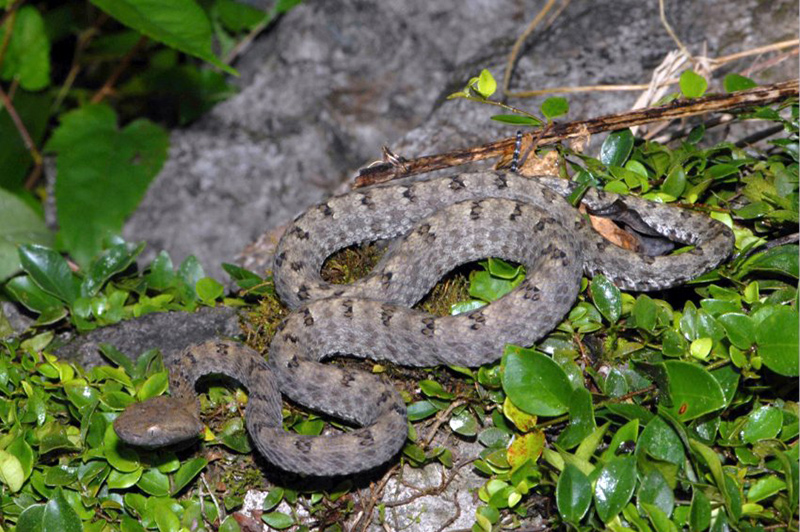 Một bức ảnh về loài rắn lục Trùng Khánh (protobothrops trungkhanhensis) do tiến sỹ Nguyễn Thiên Tạo chụp.