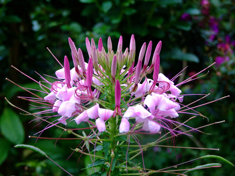 Hoa nhện thường được trồng làm cảnh. 