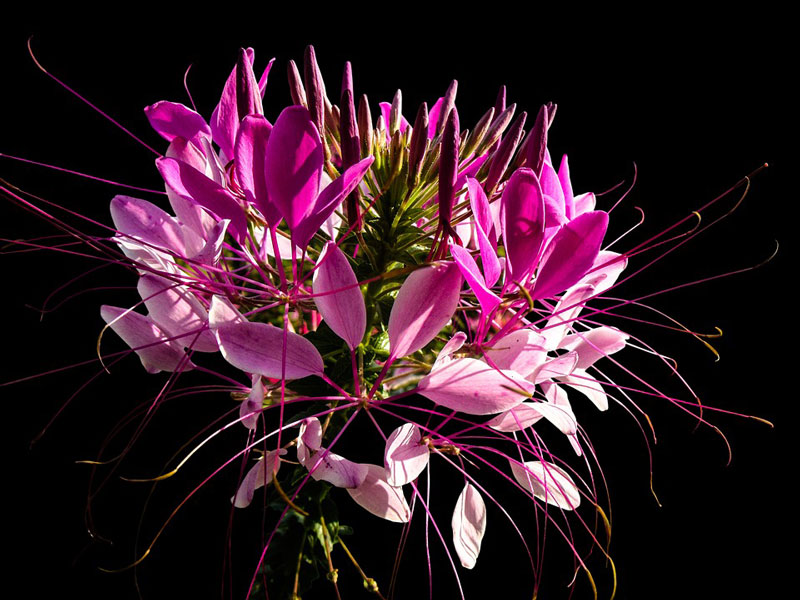 Hoa có màu tím, hồng hoặc trắng, với bốn cánh hoa và nhị hoa dài. 