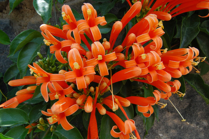 This flower is native to Brazil.
