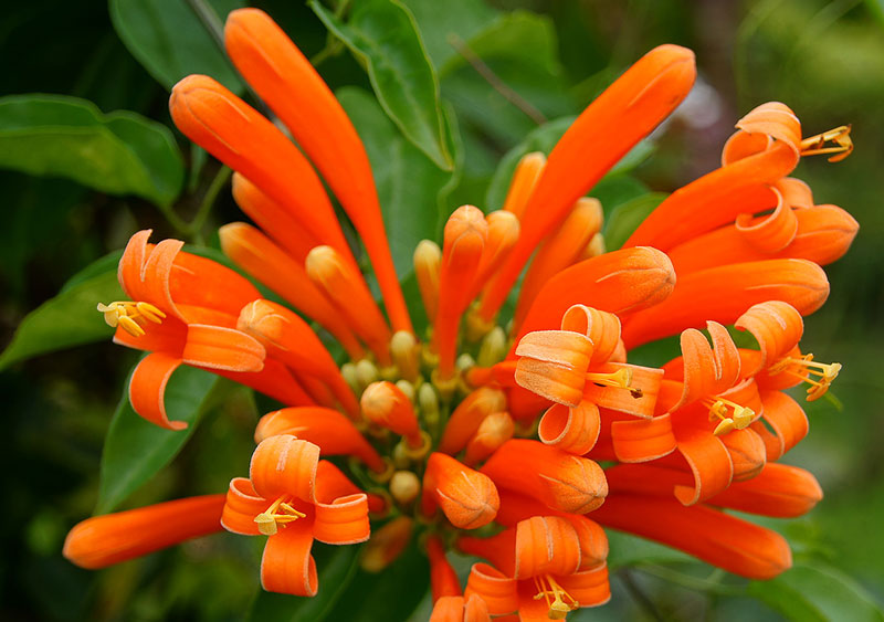 Chilli flower (dawn vine, fire flower) has the scientific name Pyrostegia venusta.