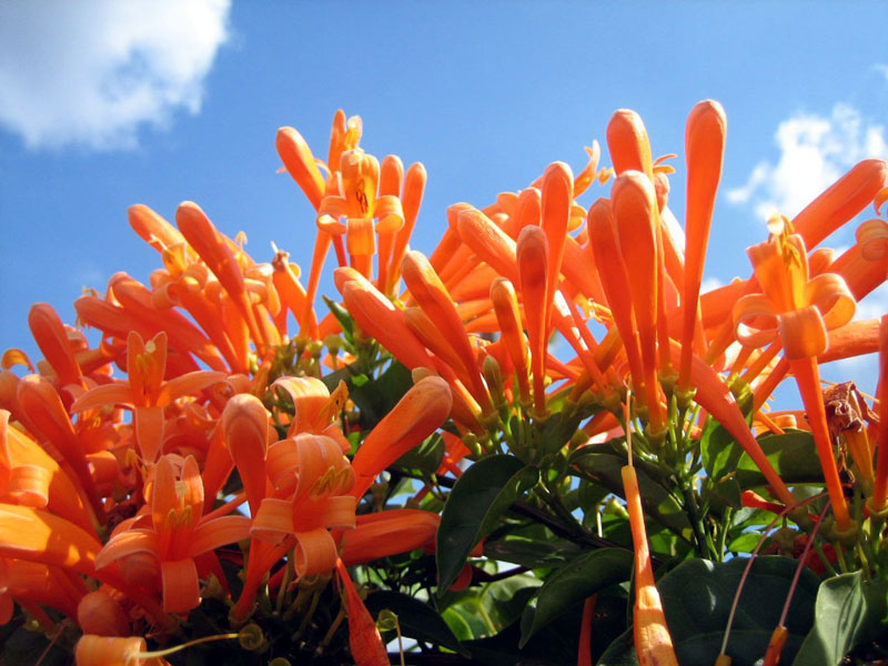 Chilli flowers are hermaphrodites, small tubular, 3-4cm long.  Flowers are orange, axillary and drooping.  Flowers have 4 petals, yellow stamens, white pistil.