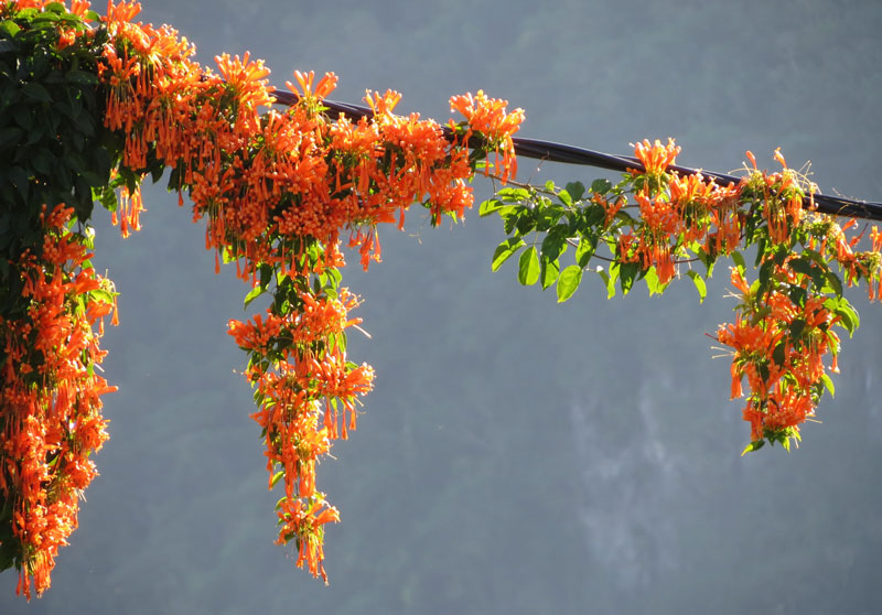 Chilli bunch can be up to 20m high.