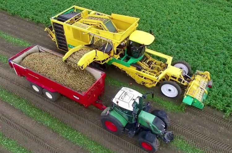 Máy thu hoạch khoai tây tại Hà Lan. Ảnh: Youtube