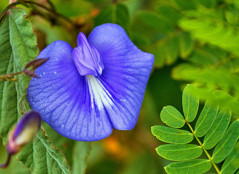 Hoa đậu biếc có tên khoa học là Clitoria ternatea. Đây là loài thực vật có hoa trong họ Đậu.