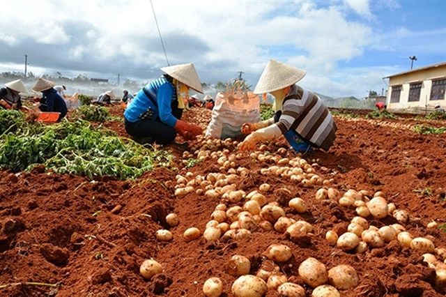 Sở NN&PTNT tỉnh Lâm Đồng khuyến khích việc hình thành các vùng sản xuất khoai tây. Ảnh: Trang tin Tây Nguyên.