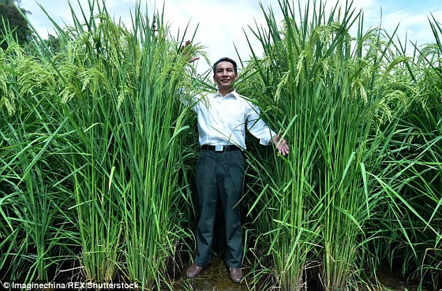 Một nhà nghiên cứu đứng trong hàng lúa khổng lồ cao hơn 2 mét. Nguồn: Dailymail