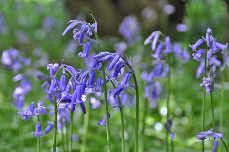 Loài hoa này thường có màu tím xanh hoặc xanh nhạt (tùy từng vùng).