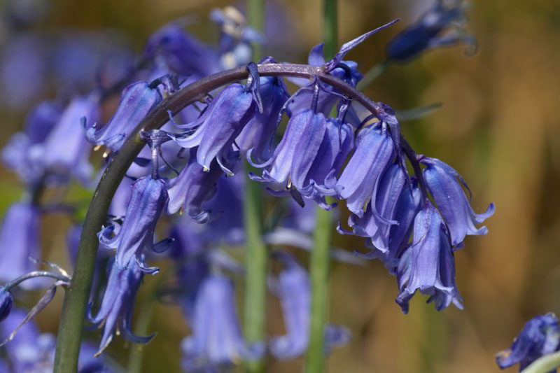 Hoa chuông xanh có tên khoa học là Hyacinthoides. Tên tiếng Anh của nó là bluebells.